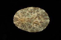 藏品(花笠螺)的圖片